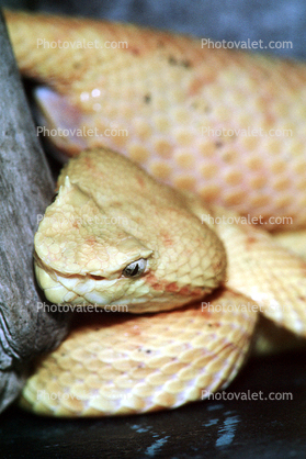 Eyelash Viper, (Bothriechis schlegelii), Venomous, Viper, Pitviper, Viperidae, Crotalinae