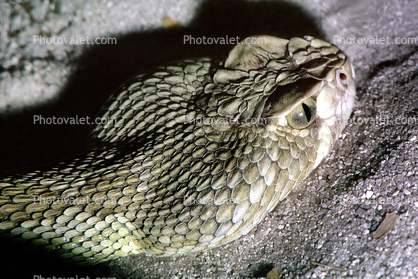 Mojave Green Rattlesnake, (Crotalus scutulatus scutulatus), Viperidae, Venomous, Pitviper, Viper