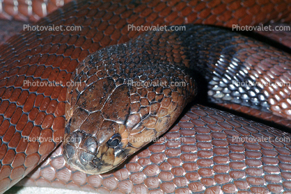 Red Spitting Cobra, (Naja pallida), Elapidae