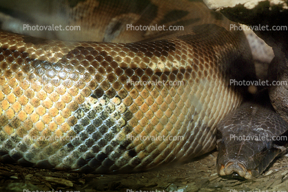 Blood Python, (Python curtus)