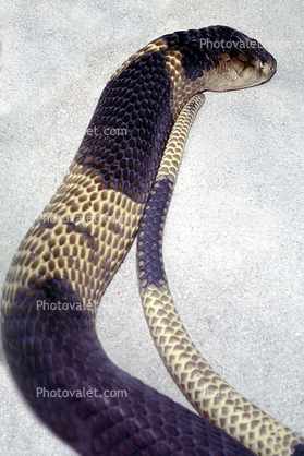 Banded Egyptian Cobra, (Naja haje annulifera)