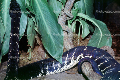 Boelen's Python, Morelia boeleni, Constrictor