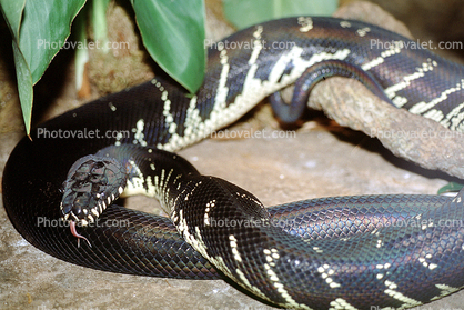 Boelen's Python, Morelia boeleni, Constrictor