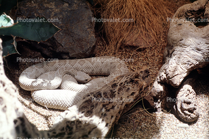 Santa Catalina Island Rattlesnake, (Crotalus catalinensis), Venomous Pitviper, Viper, Viperidae