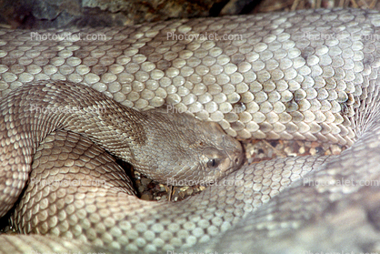 Santa Catalina Island Rattlesnake, (Crotalus catalinensis), Venomous Pitviper, Viper, Viperidae