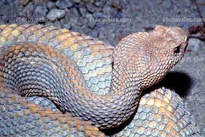 Aruba Island Rattlesnake, (Crotalus durissys unicolor), Venomous, Viper, Pitviper, Viperidae, Crotalinae, Crotalus