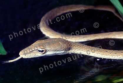 Gunther's Whip Snake, or Burmese Vine Snake, (Ahaetulla fronticincta), Vinesnake, Mildly Venomous, Colubridae, Colubrinae