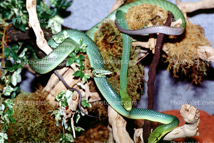Green Racer Vine Snake