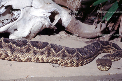 Southern Hognose Snake
