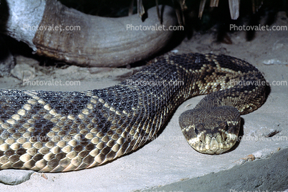 Southern Hognose Snake