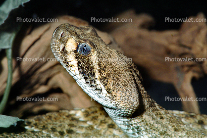 Western Diamondback Rattlesnake, Crotalus atrox, Viperidae, Crotalinae, Crotalus, Venomous, Pitviper, Viper