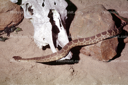 Northern Pacific Rattlesnake, (Crotalus viridis oreganus), Crotalinae, Viperidae, Viper, Pitviper, Venomous