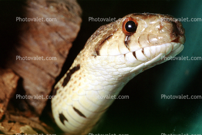 Northern Pine Snake, Gopher Snake, (Pituophis melanoleucus), Colubridae, Colubrinae, Pituophis