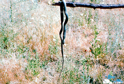 dead snake on a stick