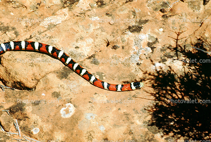 Coralsnake, Coral Snake