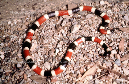 Sonoran Coralsnake, Coral Snake, (Micruroides euryxanthus)