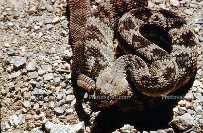 Rattlesnake, Pitviper, Venomous, Poisonous, Viper, Viperidae