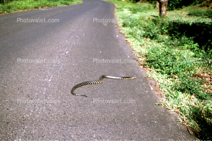 Snake crossing the road