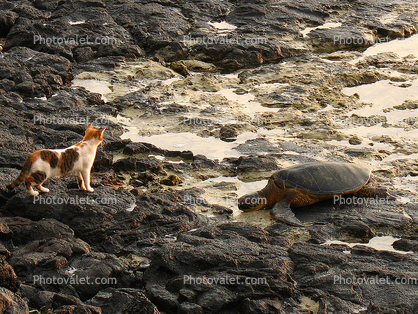 A cat and a turtle, rocks, water, Hawaii