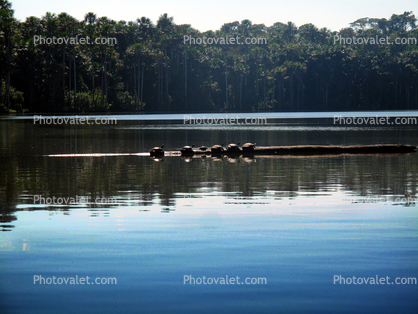 Turtle, Stow Lake, floating log