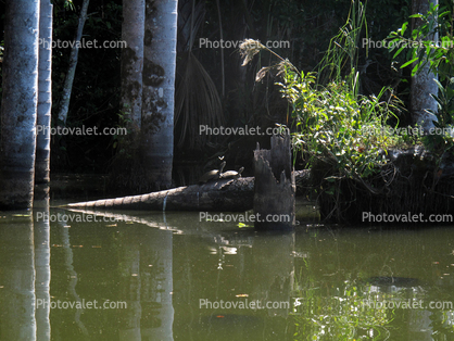 Turtle, Stow Lake, swamp, reflection, wetlands