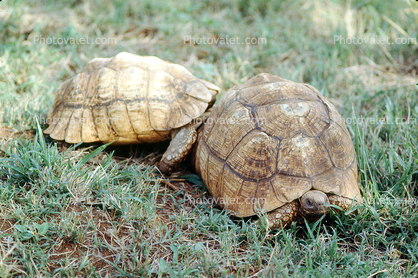 Tortoise Mating