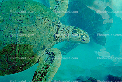 Olive Ridley Sea Turtle, (Lepidochelys olivacea), Cheloniidae, Caribbean Sea