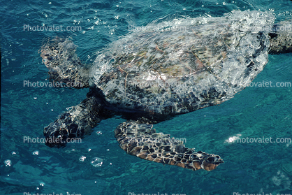 Olive Ridley Sea Turtle, (Lepidochelys olivacea), Cheloniidae, Isle of Pines