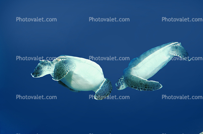 Hawksbill Sea Turtle, (Eretmochelys imbricata), Cheloniidae, underwater