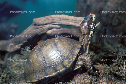 Box Turtle, (Terrapene carolina), Emydidae