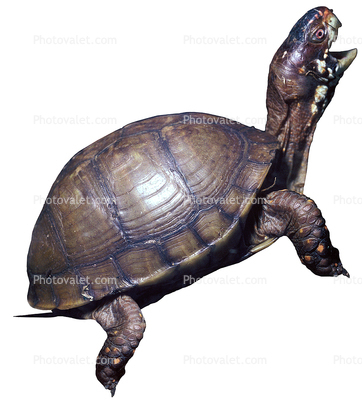 Box Turtle, (Terrapene carolina), Emydidae, photo-object, object, cut-out, cutout
