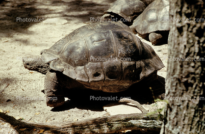 Aldabra Giant Tortoise, (Aldabrachelys gigantea), Testudinidae, Cryptodira, Testudinoidea