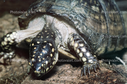 Spotted Turtle, (Clemmys guttata), Emydidae, Emydinae, Freshwater
