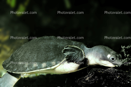 Fly River Turtle, (Carettochelys insculpta), Cryptodira, Trionychoidea, Carettochelyidae, freshwater