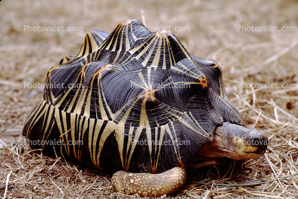Razor-Backed Musk Turtle, (Sternotherus carinatus), Kinosternidae