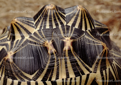 Razor-Backed Musk Turtle, (Sternotherus carinatus), Kinosternidae