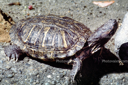 Turtle, Terrapin