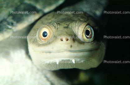 smiles, face, smiling, eyes, New Guinea Side Neck Turtle, (Chelodina siebenrocki), Pleurodira, Chelidae, funny face
