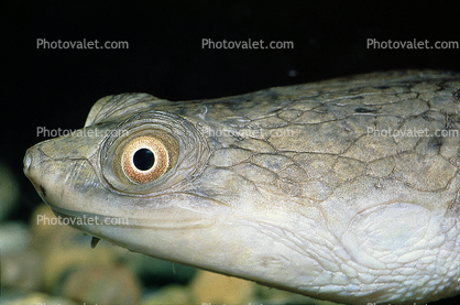 New Guinea Side Neck Turtle, (Chelodina siebenrocki), Pleurodira, Chelidae