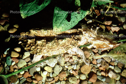Mata Mata, Matamata, (Chelus fimbriatus), Pleurodira, Chelidae, Chelus