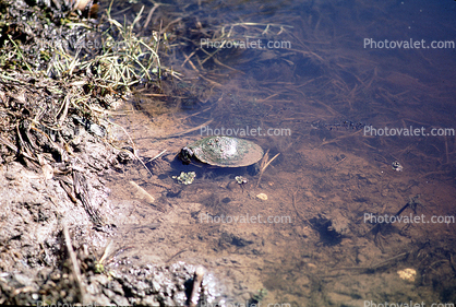 Turtle, Terrapin, pond, lake