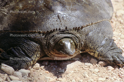 Spiney Softshell Turtle, (Apalone spiniferus), Trionychidae