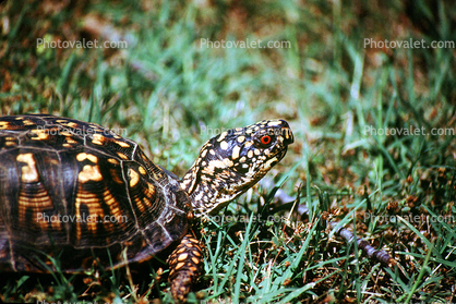 Boxer Turtle, Terrapin
