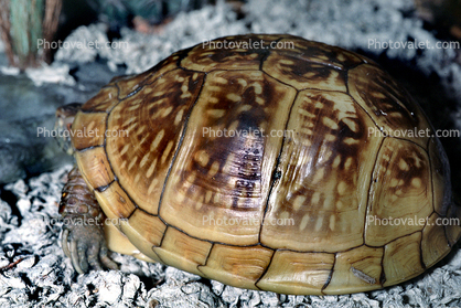Three Toed Box Turtle, (Terrapene carolina triumguis), female, Box Turtle, Emydidae, Terrapene