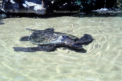 Green Sea Turtle, (Chelonia mydas), Cheloniidae 
