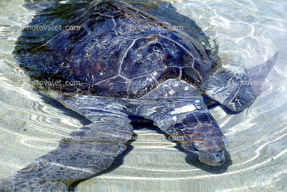 Olive Ridley Sea Turtle, (Lepidochelys olivacea), Cheloniidae