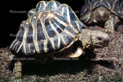 Indian Star Tortoise, (Geochelone elegans), Testudinoidea, Testudinidae