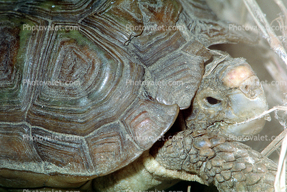 Parrot Beaked Tortoise, (Homopus areolatus), Cryptodira, Testudinidae