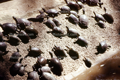 Turtles, La Venta Tabasco