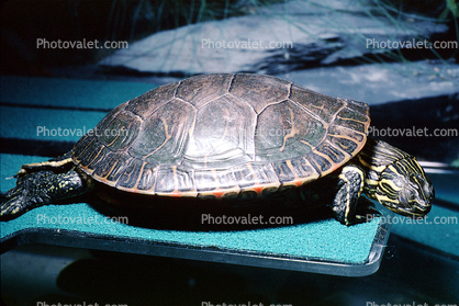 Western Painted Turtle, (Chrysemys picta), Emydidae, Deirochelyinae